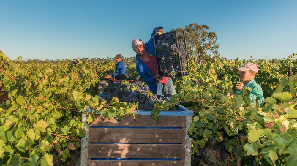 Harvest at Lavo Wines Farm