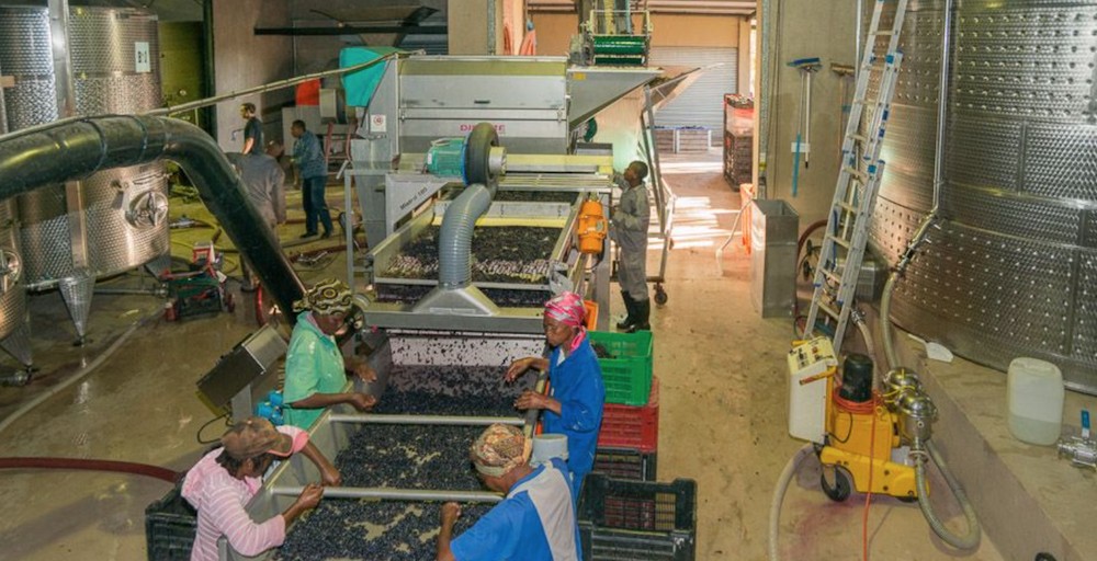 Wine processing at Lavo Wines Farm